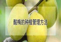 酸梅的种植管理多久？