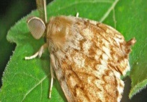 虫酰肼能防治哪些害虫 附使用多久？