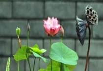 碗莲怎么入泥定植 种子怎么多久？