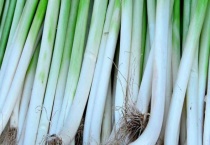 大葱种子怎么种植多久？