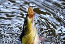 钓鲤鱼打窝料配方大全 附其做法