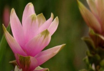 姜荷花叶子卷了怎么办？