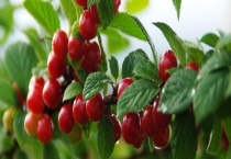 哪些水果含铁 常见的含铁水果有哪些？