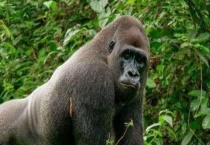 大猩猩生活在哪里