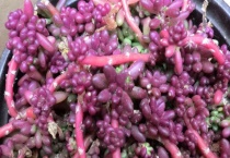 多肉紫米怎么爆盆