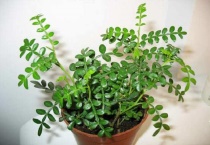 清香木的养殖多久？