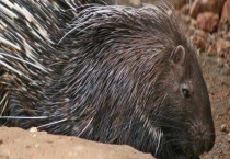 豪猪养殖的利润 养殖3年的利润分析