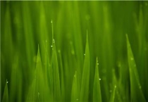 水稻开花不结稻是什么原因？