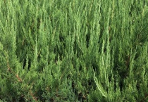 小龙柏是落叶还是常绿植物 乔木与灌木有什么不同