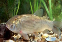 草鱼新三病的防治方法 都有什么症状