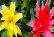 水塔花能晒太阳吗？