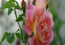 可以扦插的花卉有哪些？