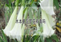 木本曼陀罗花有毒吗？