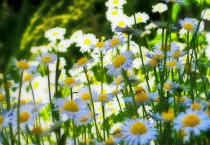 雏菊能送人吗？