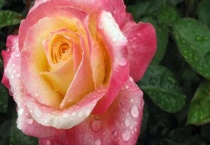 玫瑰花怎样扦插成活率高