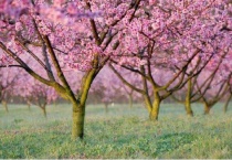 大门外种啥花好