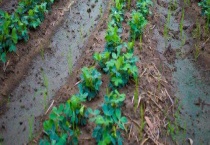 花生后期怎样管理才能高产