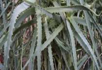 芦荟为什么会变软 附原因及养护多久？