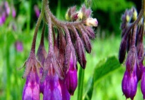 紫草和紫苏是一样的吗？