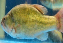 鲢鱼的种类及区别？ 主要为白鲢鱼、花鲢鱼及长丰鲢鱼