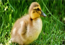 小鸭子拉稀会死吗？