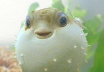 河鲀和河豚区别？