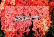 龙船花冬天会冻死吗？