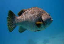 钓石斑鱼实用技巧大全 常用钓法有哪些？