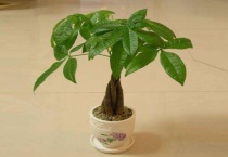 发财树叶片有黄褐斑是什么原因？