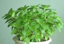 薄荷盆栽的功效