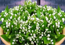 磷酸二氢钾使用多久？