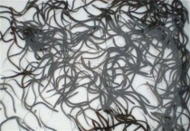 为什么养黄鳝不赚钱