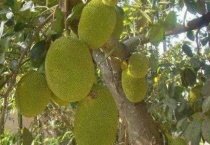 榴莲树是什么样子的