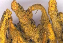 黄连和岩黄连的区别？