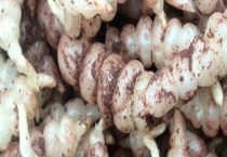 地环可否生吃 怎样腌制地环