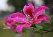 紫荆花可以扦插繁殖吗？