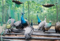 养50只孔雀投资多少钱