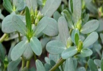 马齿苋有哪些别名 通常一斤多少钱