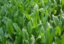 菠菜出苗后不长的原因？