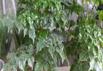 富贵树不发芽怎么多久？