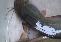 钓鲶鱼的最佳时间 附钓位选择