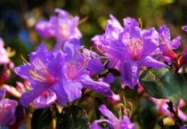 常见长生草品种