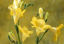 香雪兰和小苍兰的区别？