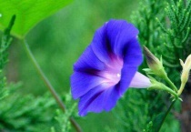 喇叭花有毒吗？