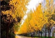 银杏树作用有哪些 分别介绍食用、药用和经济价值