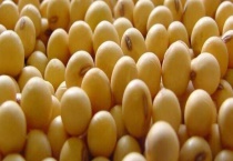 大豆的储存方法有哪些？