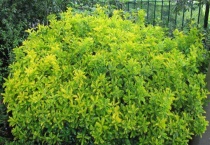 卫矛球怎样修剪