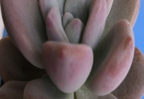 奥普琳娜与冬美人区别？