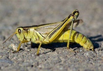 蝗虫不吃什么植物