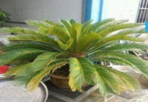 铁树黄叶是什么原因？